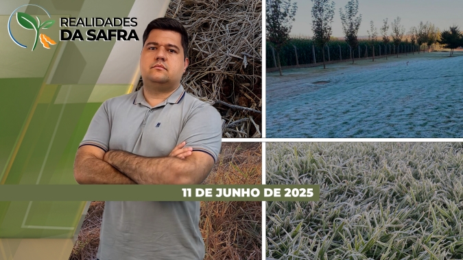Milho promete alta produtividade em Jataí/GO, enquanto Guarapuava/PR espera semear menos trigo