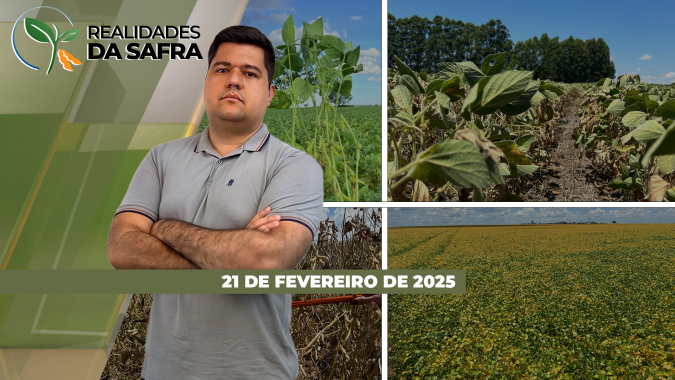 Tocantins começa colheita da soja com alta produtividade, Santa Catarina espera safra satisfatória e Rally da Safra estima safra de 171,3 milhões de toneladas