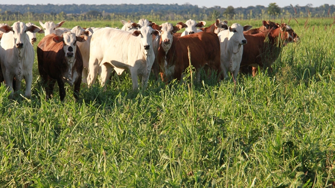 Área com sistemas lavoura-pecuária em Mato Grosso ultrapassa 2,6 milhões de hectares