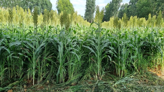 Integração lavoura-pecuária pode reduzir o uso de fertilizantes e mitigar impactos no clima