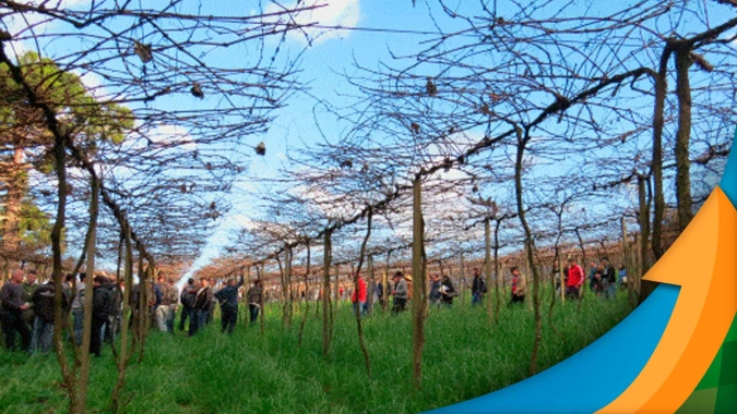 Frio que prejudica milho e trigo tem sido benéfico para as frutas no Rio Grande do Sul