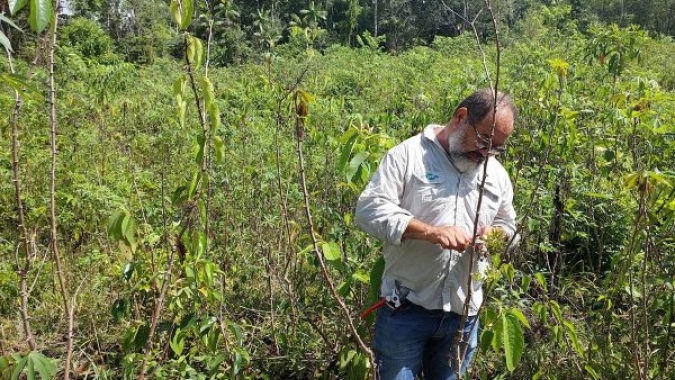 Manejo experimental de combate à praga da mandioca garante Prêmio Samuel Benchimol à Embrapa Amapá