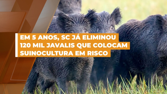 Controle de javalis em SC chega a 13 mil este ano, mas Secretário de agricultura destaca necessidade de mais controladores