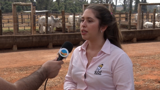 Mais do que reduzir custos, pecuarista precisa focar em elevar rentabilidade