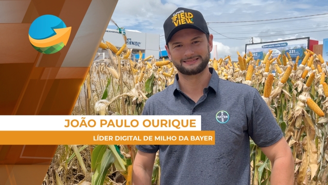 Ajuste populacional nas lavouras de milho é fator que ajuda na produtividade