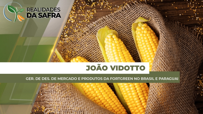 Milho: Atenção à reta final do ciclo da safrinha e ao o desenvolvimento da espiga para definir rentabilidade da safra