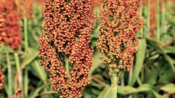 Sorgo ganha espaço no país com menor custo, alta resiliência e demanda crescente