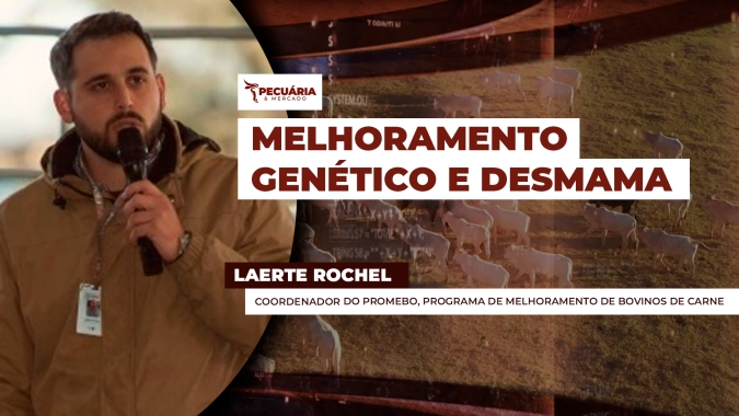 Desmama se desponta como etapa estratégica nos programas de melhoramento genético dos bovinos
