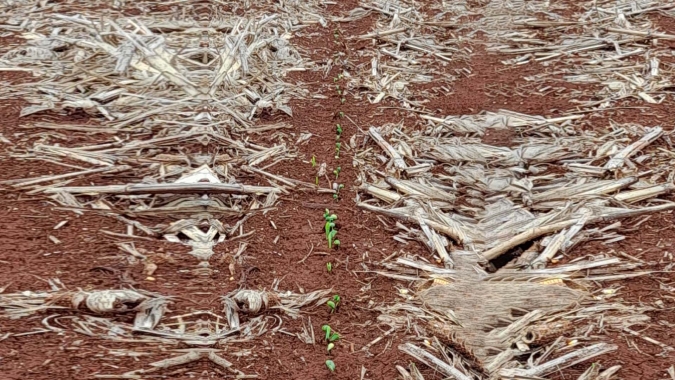 Chuva atrasa plantio da soja em Laguna Carapã/MS e já liga alerta para safrinha 23