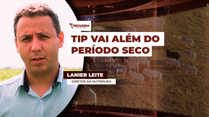 Estratégia prevê o uso de TIP durante a safra para acelerar  produção com melhor desempenho no ganho de peso dos animais