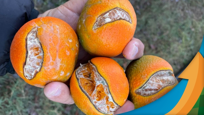 Produtividade da safra de laranja cai pela metade na região de Aguaí/SP refletindo adversidades climáticas