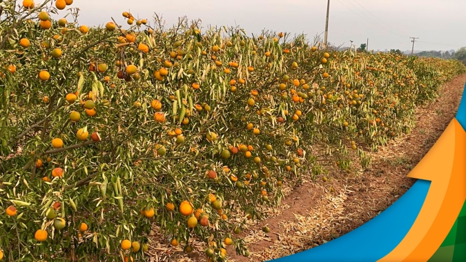 Laranja: Com 30% de área colhida, produtor na região de Aguaí-SP já sente quebra de 50% no rendimento da safra