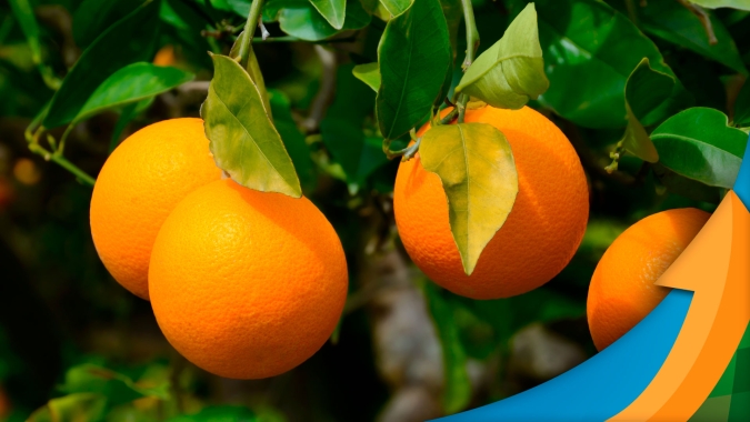 Laranja: Chuvas contribuíram para o crescimento e aumento do peso, mas também intensificaram a queda prematura de frutos