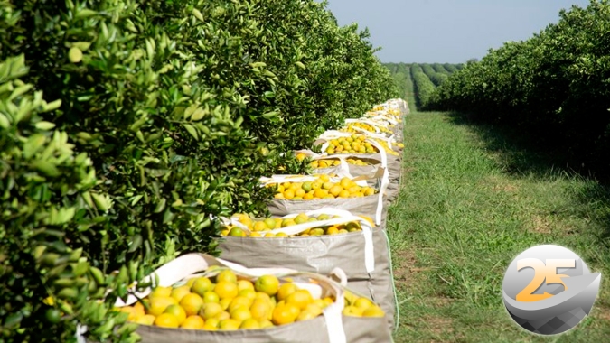 Reflexo da seca: Fundecitrus encerra safra 2021/22  de laranja com 31.20 milhões de caixas a menos