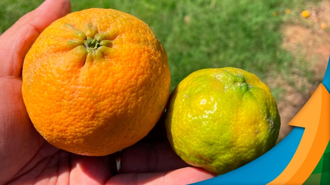 Dois cenários: Colheita da laranja em SP tem 50 dias de atraso, enquanto Minas Gerais já começou os trabalhos para 2022