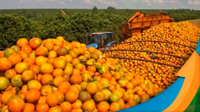 Laranja: Seca prolongada e geadas tiram, pelo menos, 26 milhões de caixas da safra 2021/22