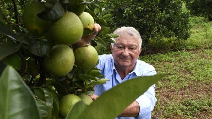 Produtores de laranja encontram em MS ambiente propício e seguro para investir