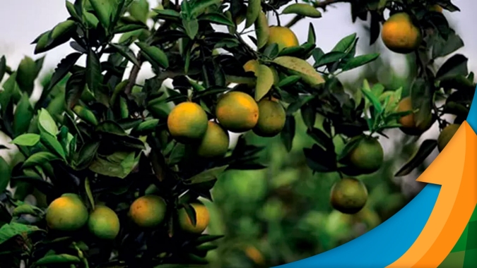 GCONCI: Com seca e geadas, safra de laranja do Brasil será muito abaixo da média