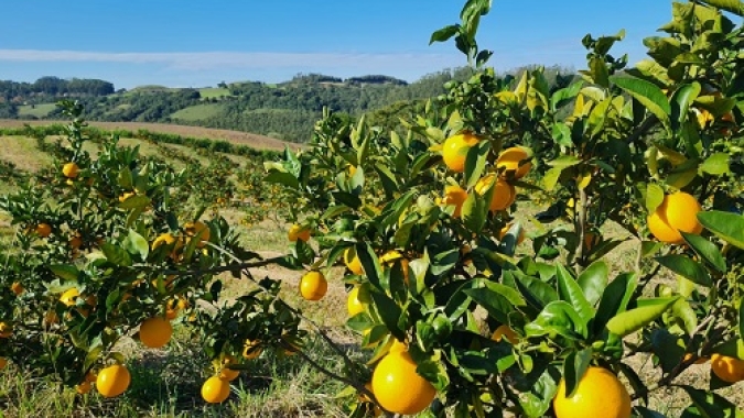 Cultivares precoces de laranjas já estão em colheita