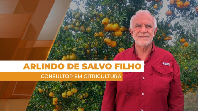 Qualidade das laranjas nas gôndolas e recuo do consumidor fazem preços caírem