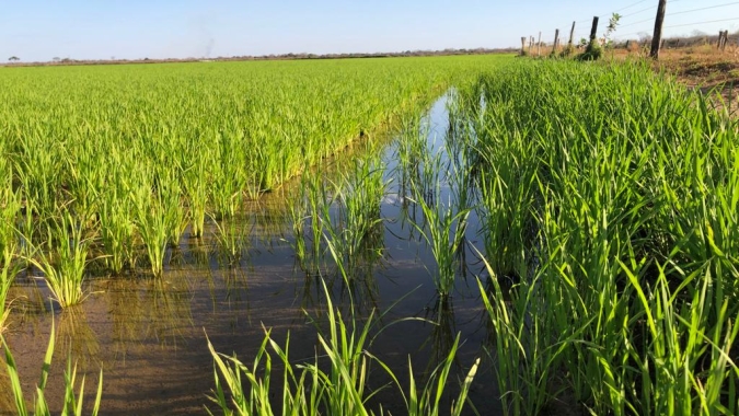 Governo de Goiás apresenta potencial de produção de arroz a missão chinesa