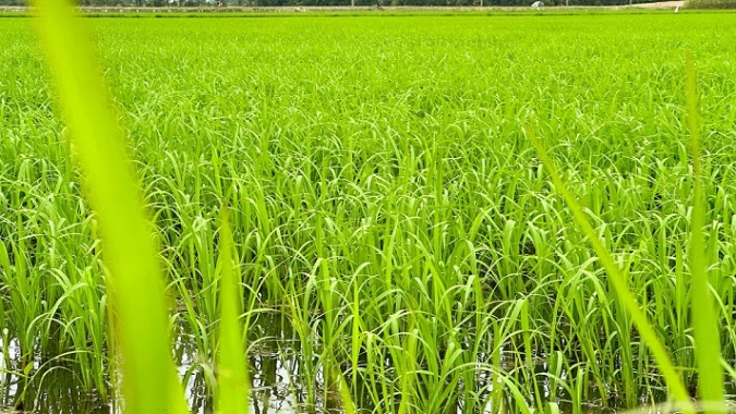 Após fortes chuvas, previsão de temperaturas altas pode ser positiva para a rizicultura de SC