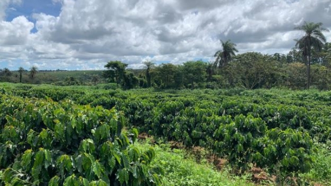 Clima positivo no Brasil e incerteza na demanda pesam e café tem mais um dia de baixas