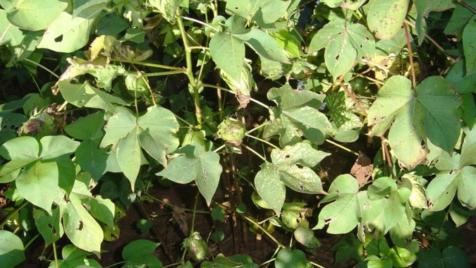 Rotylenchulus reniformis impõe dificuldades ao cultivo de algodão no Sul de MT