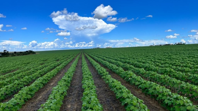Agrodefesa alerta para o fim dos prazos de semeadura do algodão em municípios goianos