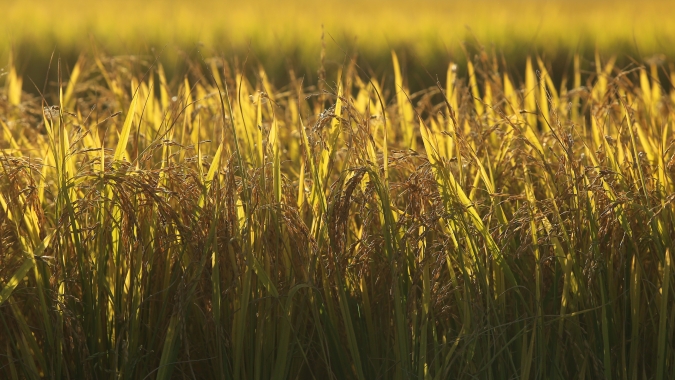 Arrozeiros pedem mudanças na MP 1.376/2026, que trata da renegociação de dívidas agrícolas