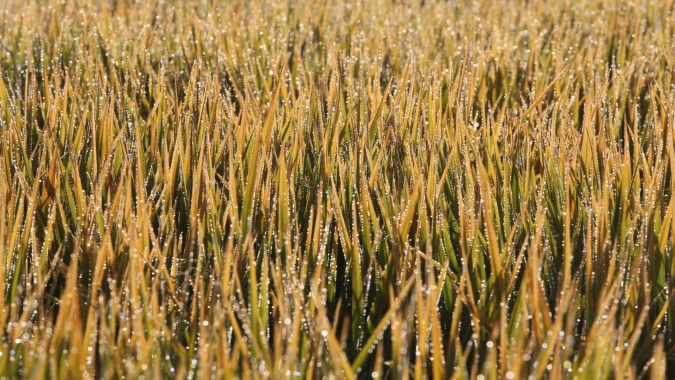 Arroz/Cepea: Preços seguem estáveis no RS; transações externas estão firmes