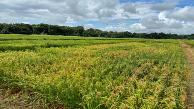 Emater Goiás e Embrapa desenvolvem pesquisa sobre uso de bioinsumos no cultivo de arroz em Porangatu