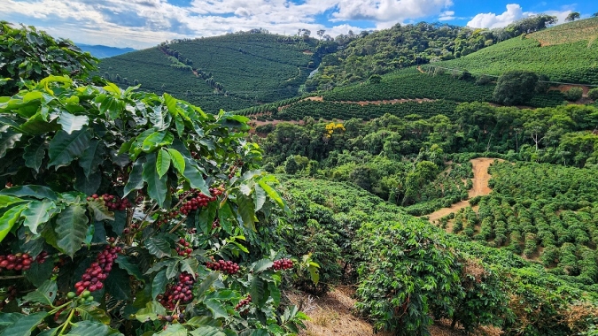 Valor Bruto da Produção agropecuária mineira tem estimativa recorde de R$ 168,1 bilhões neste ano