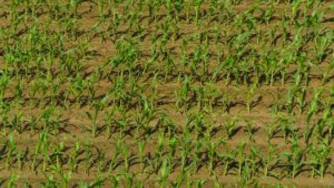 Plantio da safrinha de milho passa de 95% no Brasil e é concluído no Paraná