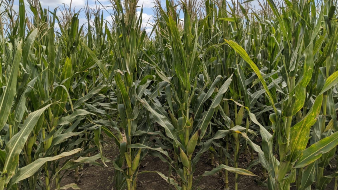 Colheita do milho avança na Argentina e produtividades seguem abaixo do esperado, relata Bolsa de Buenos Aires