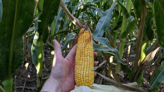 Colheita do milho avança na Argentina e produtividades seguem baixas, aponta BCBA