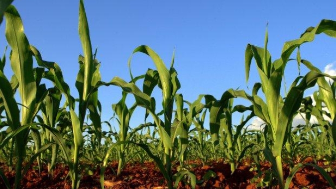 Restando poucas aéreas para fechar plantio do milho, Deral já indica perda de produtividade em algumas regiões do Paraná