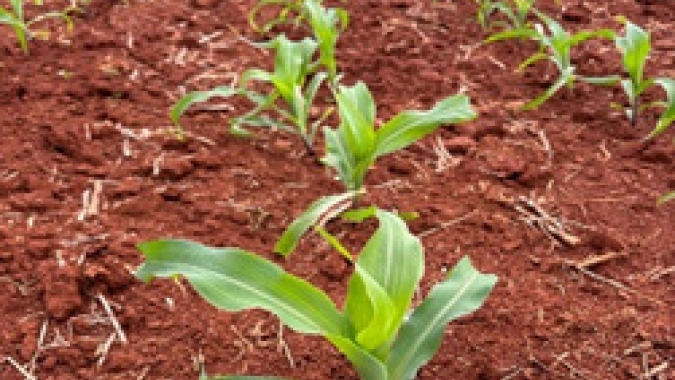 Conab indica plantio do milho verão perto do fim no PR e SC, e falta de chuva no RS