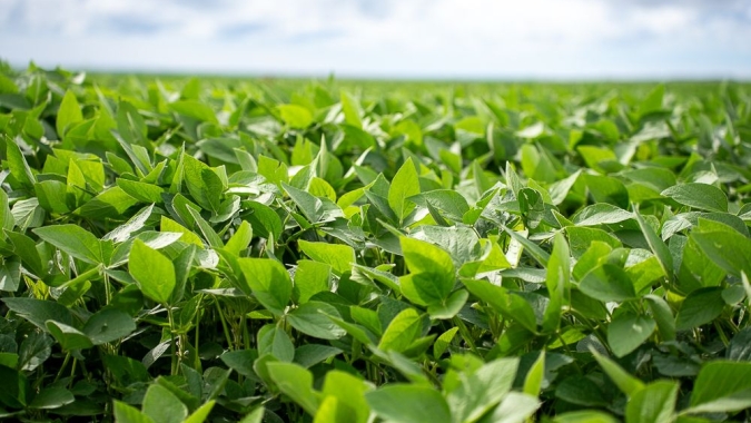 Safra de grãos deve bater novo recorde de área plantada, mas produção pode variar entre regiões