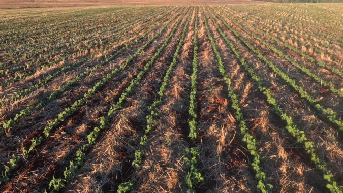 Cooperativas agropecuárias gaúchas têm boas perspectivas para as culturas de verão