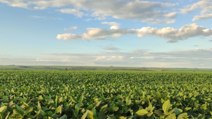 Safra de soja 2024/2025: plantio é concluído em Mato Grosso do Sul
