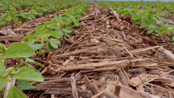 Plantio da soja vai à 84,8% no MS com falta de chuvas atrasando as atividades, aponta Famasul