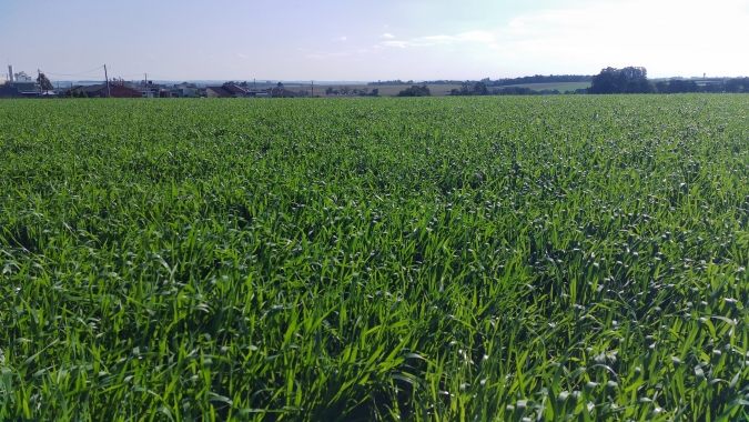 Plantio do trigo está quase concluído no RS