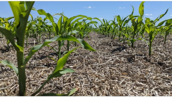 Ministério da Agricultura da Argentina aponta avanço no plantio do milho e destaca dificuldades com estiagem em algumas províncias