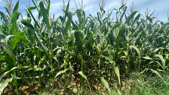 Famasul indica queda da qualidade do milho em partes do Mato Grosso do Sul