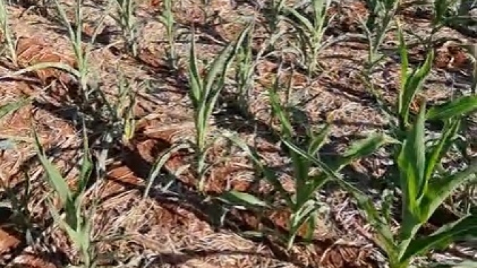 Boletim da Famasul indica redução na qualidade das lavouras de milho no Mato Grosso do Sul