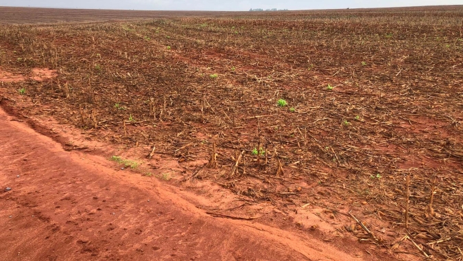 Chuva interrompe plantio da soja em Dr.Camargo/PR com menos da metade das áreas concluídas