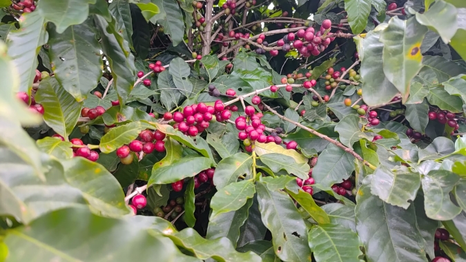 Colômbia prevê alta de 17,5% na safra de café 2024/25