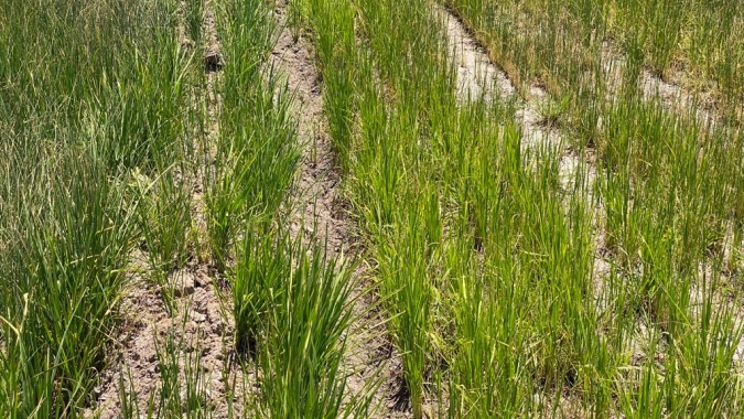 Rio Grande do Sul já tem 76% da área semeada com arroz