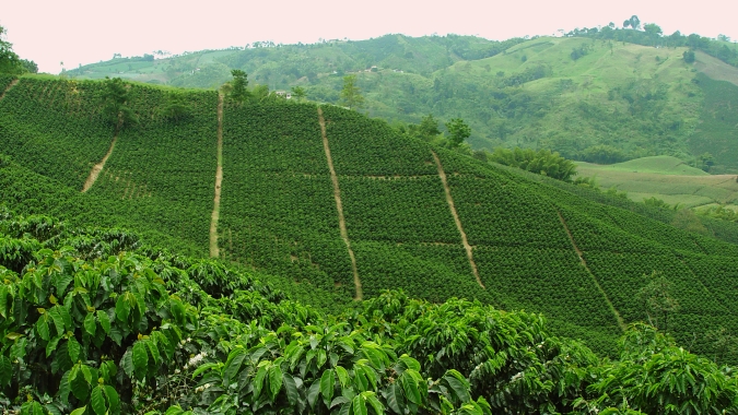 USDA: Colômbia deve produzir 13 milhões de sacas de café e problemas com fertilizantes já são uma realidade no país vizinho